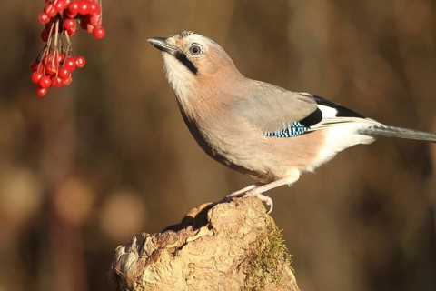 Eurasian jay (Garrulus glandarius) at winter feeding in the forest, Allgäu, Bavaria, Germany,