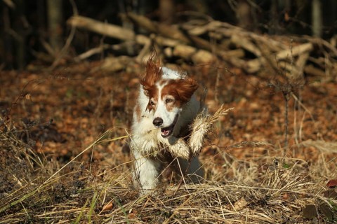 Hunting dog Irish Setter rummages during hunting, Allgäu, Bavaria, Germany, Allgäu, Bavaria,
