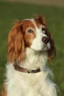 Jagdhund Irish Setter, Allgäu, Bavaria, Germany, Allgäu, Bavaria, Germany