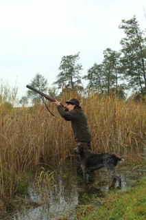 Huntress with hunting rifle stands in reeds in water and aims at flying ducks, hunting dog Cesky
