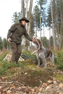 Huntress takes over the red deer (Cervus elaphus) pole retrieved by hunting dog Griffon, Allgäu,
