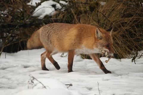 Red fox (Vulpes vulpes) at the Luderplatz in the snow, carrying away duck skins, Allgäu, Bavaria,