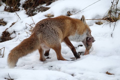 Red fox (Vulpes vulpes) at the Luderplatz in the snow, picks up hidden duck head, Allgäu, Bavaria,