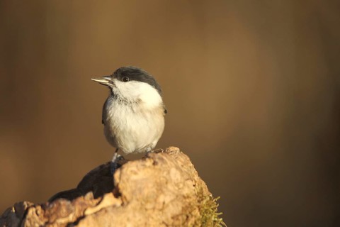 Marsh tit (Poecile palustris) or barn tit at winter feeding in the forest, Allgäu, Bavaria,