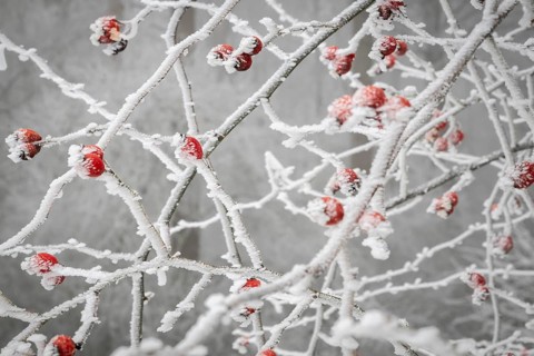 Rose hips on snow-covered branches, winter, Blaubeuren, Swabian Jura, Baden-Württemberg, Germany