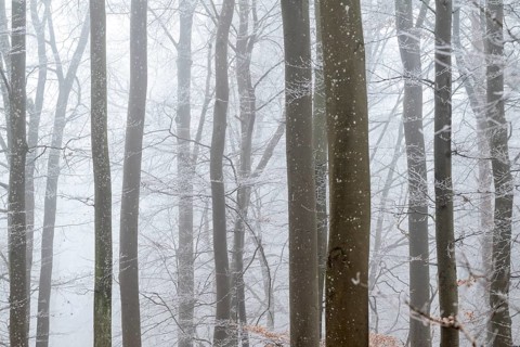 Bare tree trunks stand close together in a foggy winter forest, Blaubeuren, Swabian Jura,