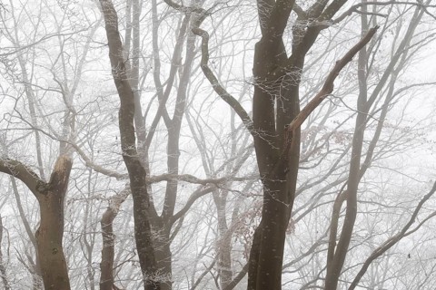 Winter landscape with foggy forest of bare trees, Blaubeuren, Swabian Jura, Baden-Württemberg,