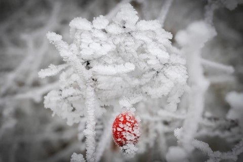 A single rose hip coated with frost crystals, Blaubeuren, Swabian Jura, Baden-Württemberg, Germany