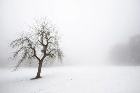 A single fruit tree stands alone in a foggy, snowy winter landscape, Blaubeuren, Swabian Jura,
