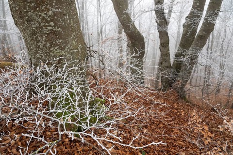 Beech trees in wintery forest, Blaubeuren, Swabian Jura, Baden-Württemberg, Germany