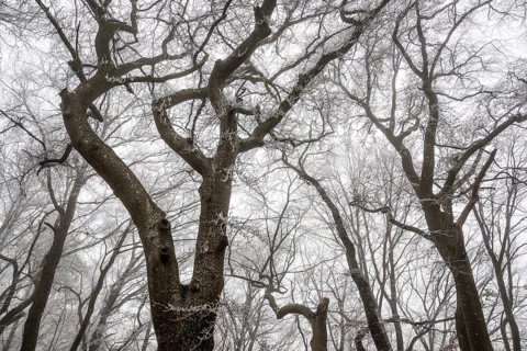 Tall, bare trees rise up into a foggy, melancholy winter sky, Blaubeuren, Swabian Jura,