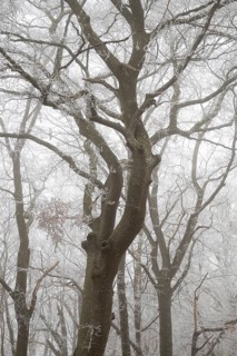 Trees with hoarfrost in a foggy forest create a calm and mysterious atmosphere, Blaubeuren, Swabian