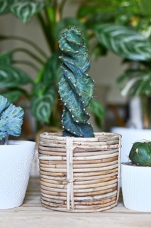 'Cereus Jamacaru Spiralis' cactus houseplant in basket flower pot in room