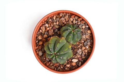 Top view of 'Parodia Ottonis syn. Notocactus Acutus' cactus plant in flower pot on white background