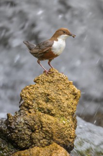 White-throated White-throated Dipper (Cinclus cinclus), standing on a tufa in front of a waterfall