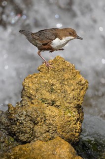 White-throated White-throated Dipper (Cinclus cinclus), standing on a tufa in front of a waterfall,