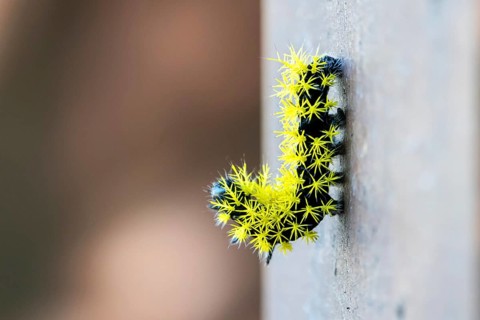 Close-up of a caterpillar of the species Leucanella viridescens with neon yellow spines as a
