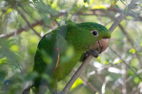 Close-up of a baboon parakeet (Psittacara leucophthalmus) in the wild, Buenos Aires, Argentina