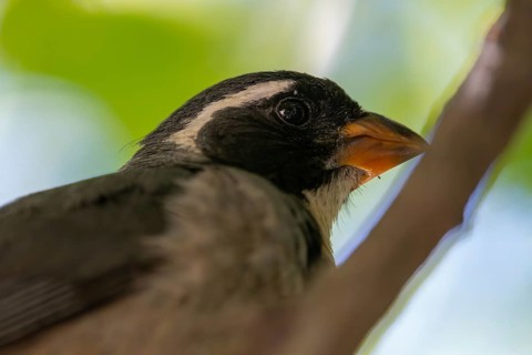 Golden-billed Saltator (Saltator aurantiirostris) in a tree, Buenos Aires, Argentina