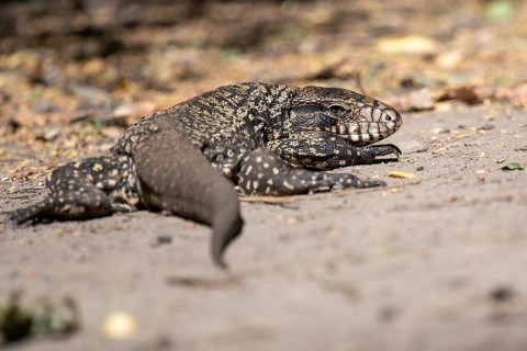 Golden tegu (Tupinambis teguixin) in the wild in a nature reserve in Buenos Aires, Argentina