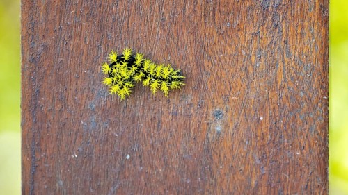 Leucanella viridescens caterpillar with neon yellow spines as a deterrent, seen in a nature reserve