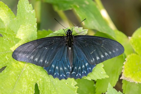 Black butterfly of the genus Borde de Jade (Battus polystictus) in a nature reserve, Buenos Aires,