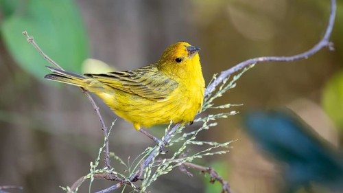 Saffron tanager (Sicalis flaveola) in the wild, Buenos Aires, Argentina