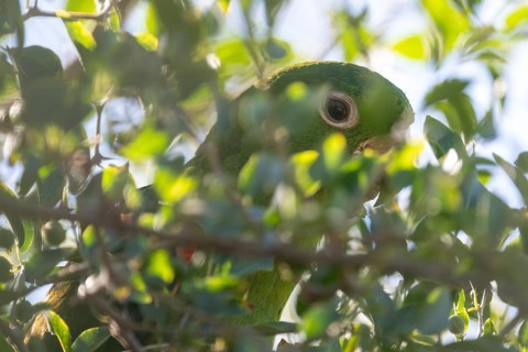 Close-up of the eye of a baboon parakeet (Psittacara leucophthalmus) in the wild, Buenos Aires,