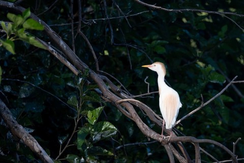 Cattle egret (Ardea ibis) in the wild in a park in Buenos Aires, Argentina