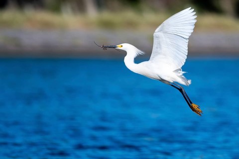 Great White Egret (Egretta thula) in flight, Buenos Aires, Argentina