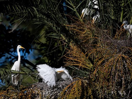 Great Egret (Ardea alba) defending its nest in a palm tree, Buenos Aires, Argentina