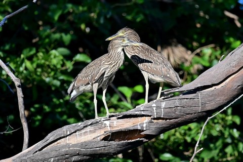 Two juvenile night herons (Nycticorax nycticorax) on a branch, Buenos Aires, Argentina