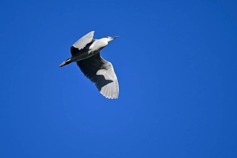 Night heron (Nycticorax nycticorax) in flight, Buenos Aires, Argentina