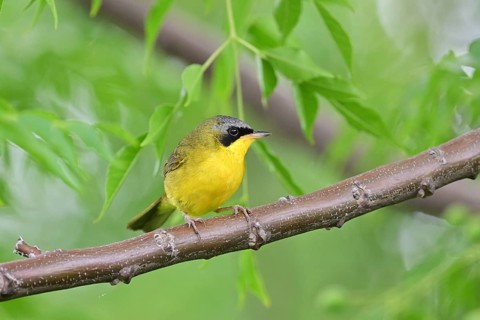 Brazilian yellowthroat (Geothlypis velata) in the wild, Buenos Aires, Argentina