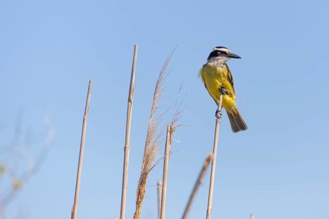 Sulphur-masked tyrant (Pitangus sulphuratus) in the wild, Buenos Aires, Argentina