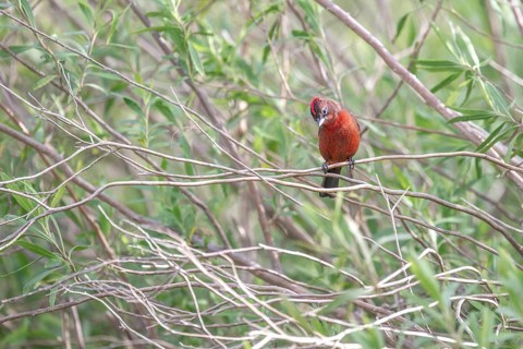 Red-crested Tanager (Coryphospingus cucullatus) in a bush in the wild, Buenos Aires, Argentina