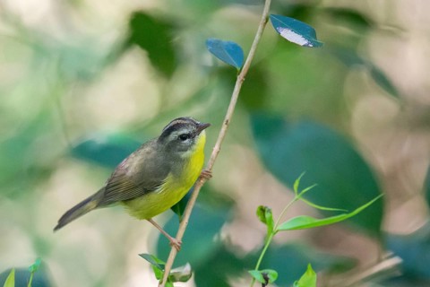 Golden-crowned Warbler (Basileuterus culicivorus) in the wild, Buenos Aires, Argentina
