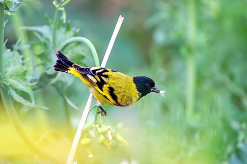 Magellan siskin (Spinus magellanicus) in a bush in the wild, Buenos Aires, Argentina