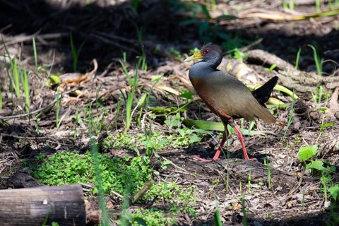 Cayenneralle (Aramides cajaneus) in a swamp in the wild, Buenos Aires, Argentina