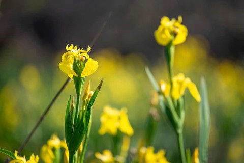 Swamp iris (Iris pseudacorus), an invasive species in South America, Buenos Aires, Argentina