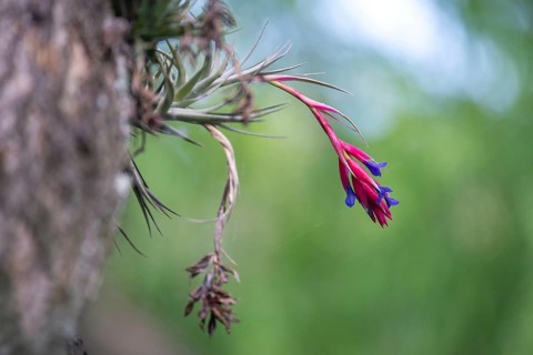 Red bromeliad on a tree, Buenos Aires, Argentina