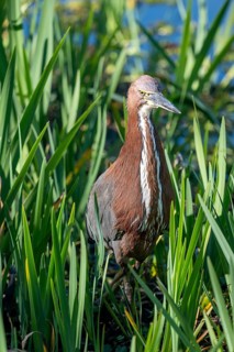 Marbled heron (Tigrisoma lineatum) in the reeds in the wild, Buenos Aires, Argentina
