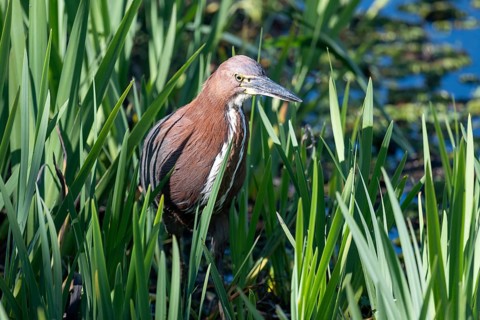 Marbled heron (Tigrisoma lineatum) in the reeds in the wild, Buenos Aires, Argentina