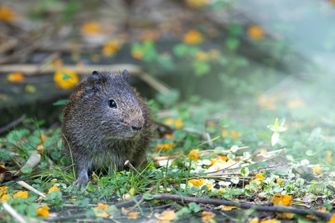 Wild guinea pigs (Cavia aperea) in a nature reserve in Buenos Aires, Argentina