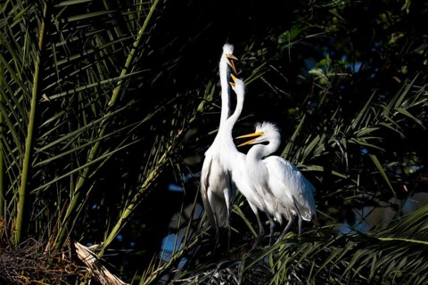 Great White Egret (Ardea alba) in a palm tree, offspring begging for food, Buenos Aires, Argentina