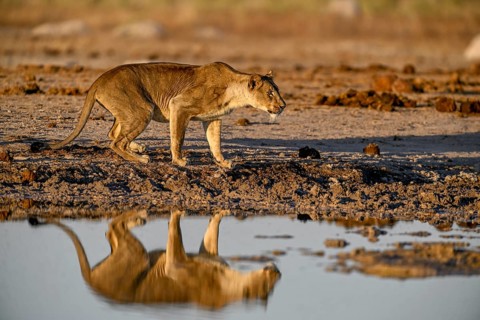 Lioness (Panthera leo) in the morning light at the Nxai Pan waterhole, reflection, Nxai Pan
