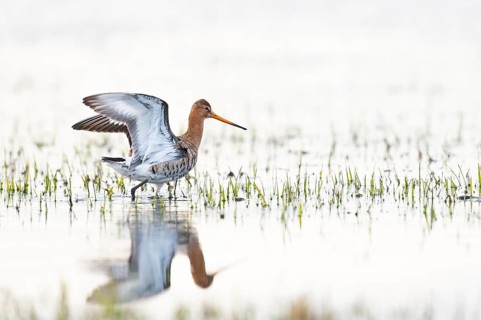 A black-tailed godwit (Limosa limosa) spreads its wings in the shallow water. Grasses reflect the