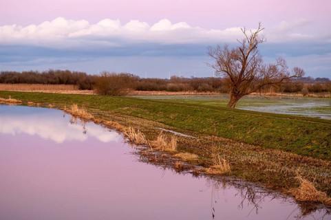 A single bare willow tree (Salix spec.) stands in a vast landscape under a pink sky at dusk at the