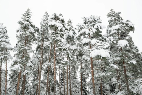 Deep snow-covered pine forest, near Jönköping, Jönköpings län, Sweden