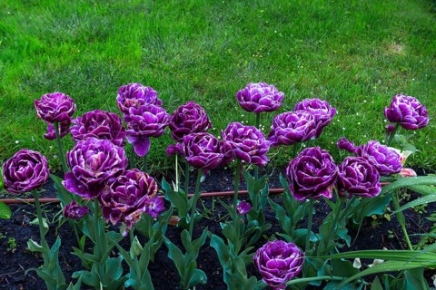 Tulips (Tulipoa) in the rain, Krakow, Poland